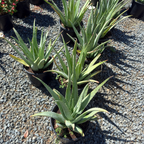 Medicinal Aloe
