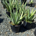 Medicinal Aloe