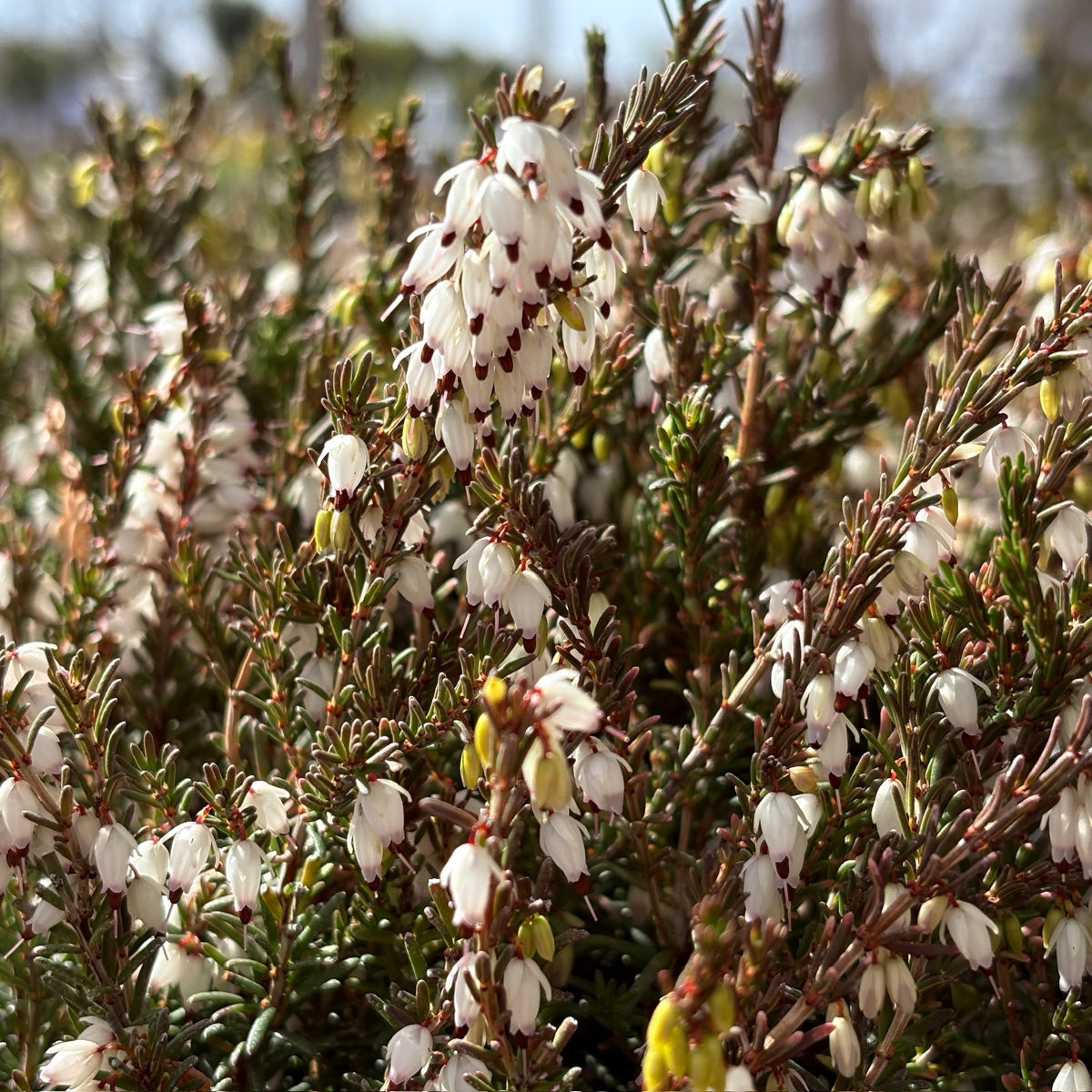 Mediterranean White Heath