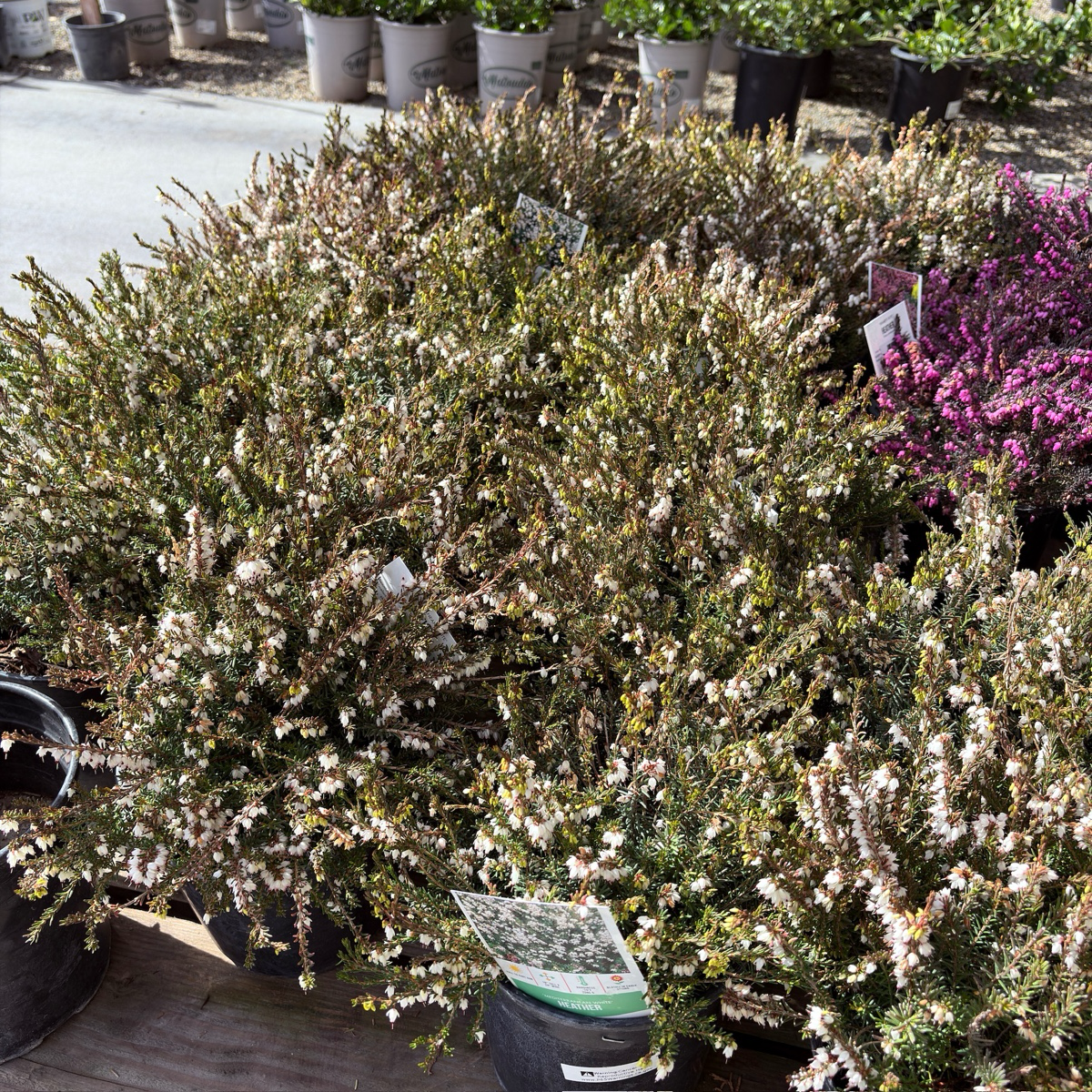 Mediterranean White Heath