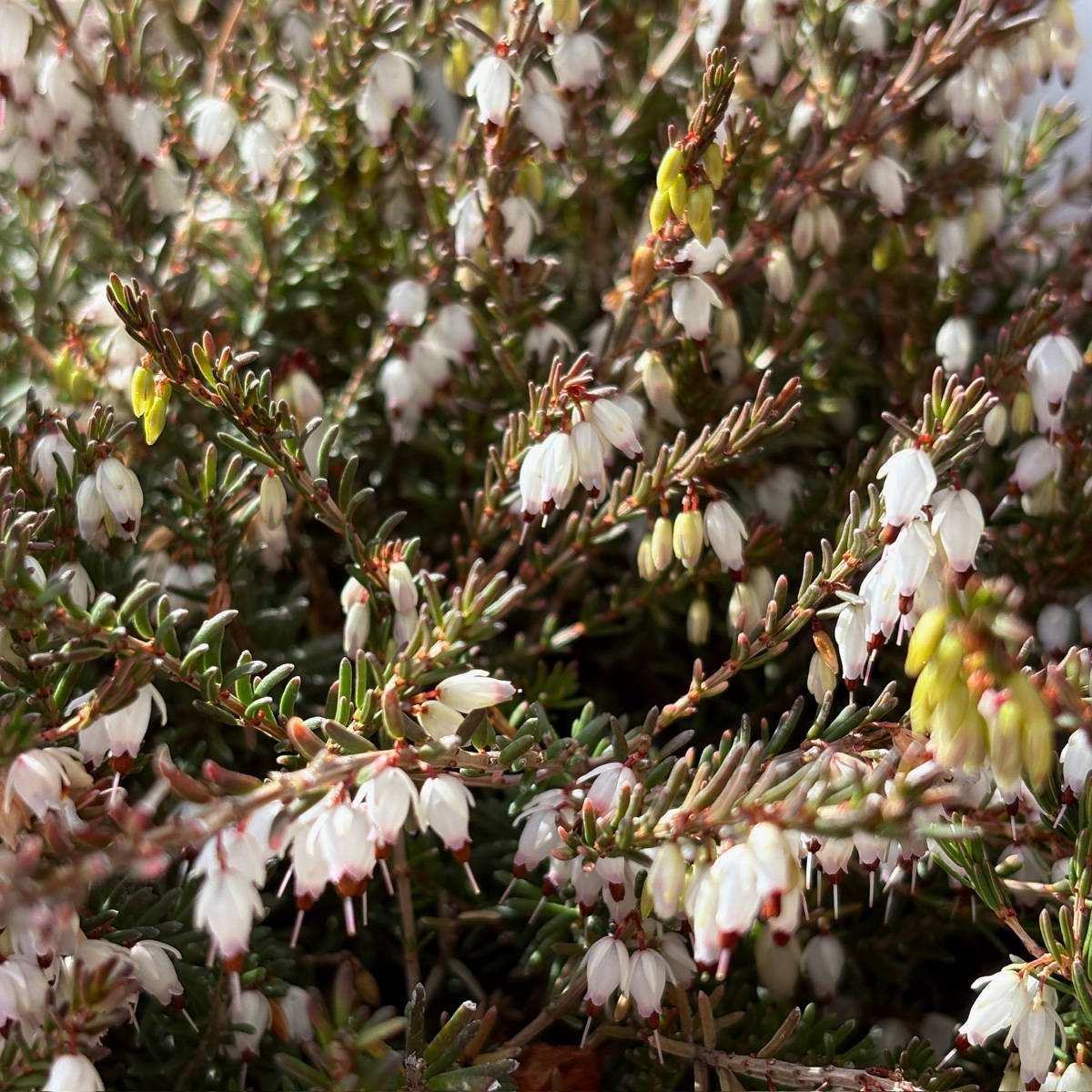 Mediterranean White Heath