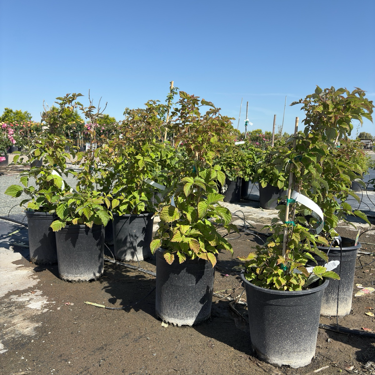 potted raspberry plant Meeker Red Raspberry