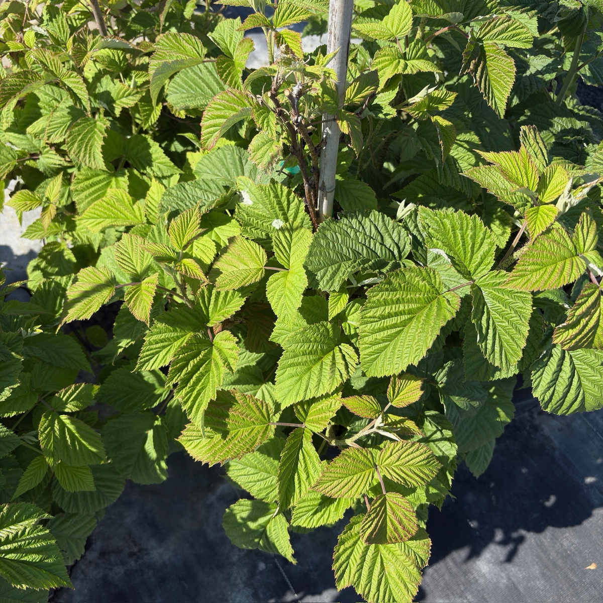 Meeker Red Raspberry