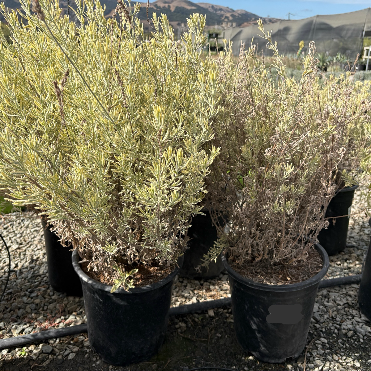 Meerlo Lavender 5 gallon  Meerlo Lavender in black pots on a gravel surface with mountains in the background
