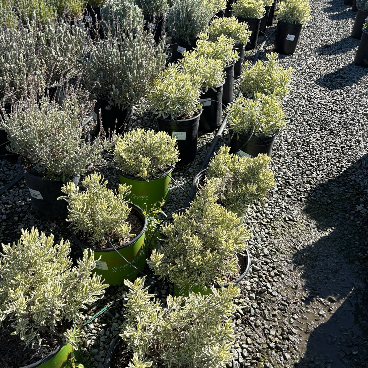 Row of potted Meerlo Lavender on a gravel surface