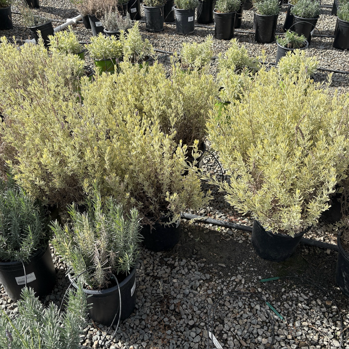 Row of potted Meerlo Lavender on a gravel surface