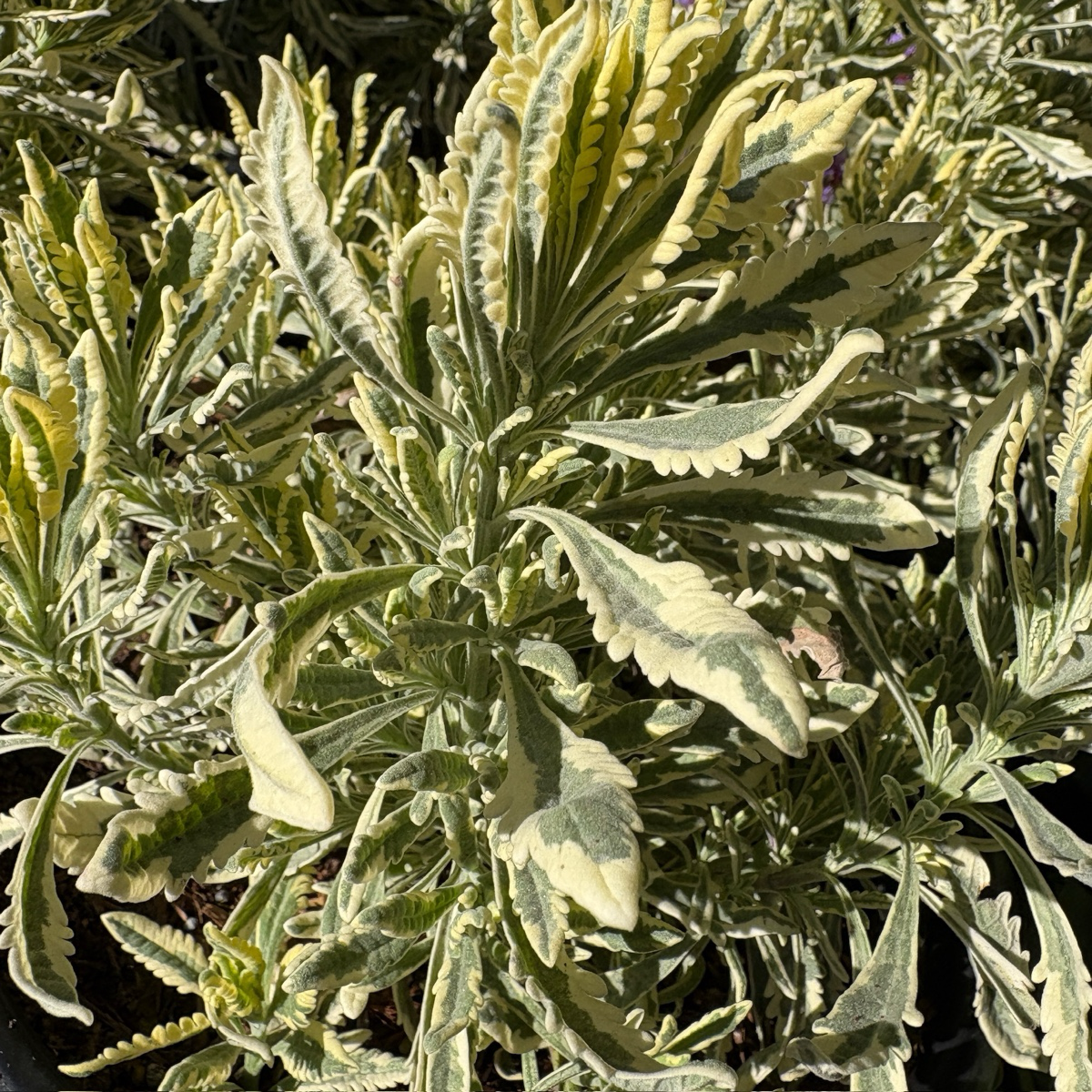 Close-up of a Meerlo Lavender with green and yellow leaves