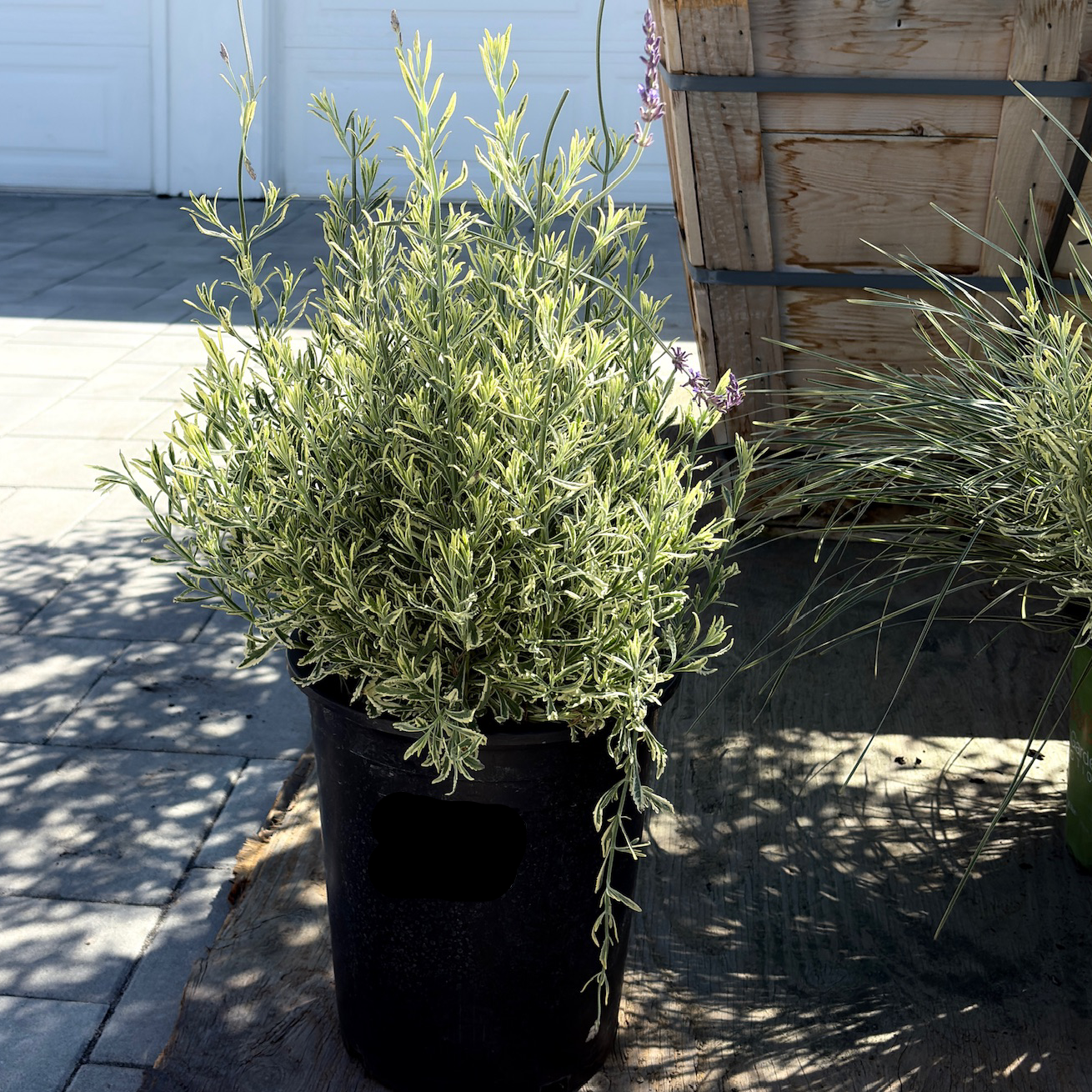 meerlo lavender plant 5 Gal. Meerlo Lavender (Lavandula x allardii 'Meerlo')
