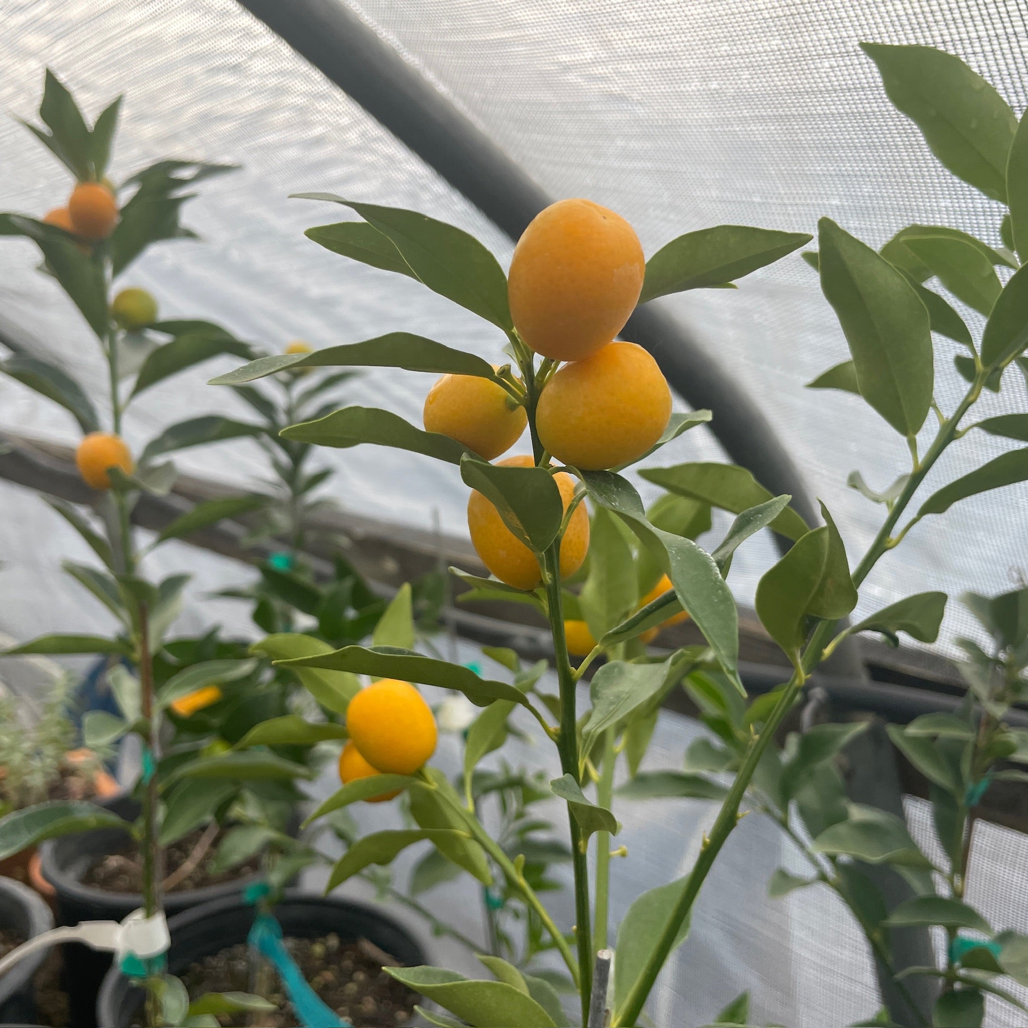 Meiwa Sweet Kumquat