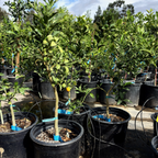Meiwa Sweet Kumquat