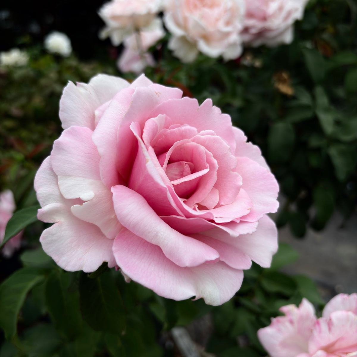 Memorial Day™ Hybrid Tea Rose