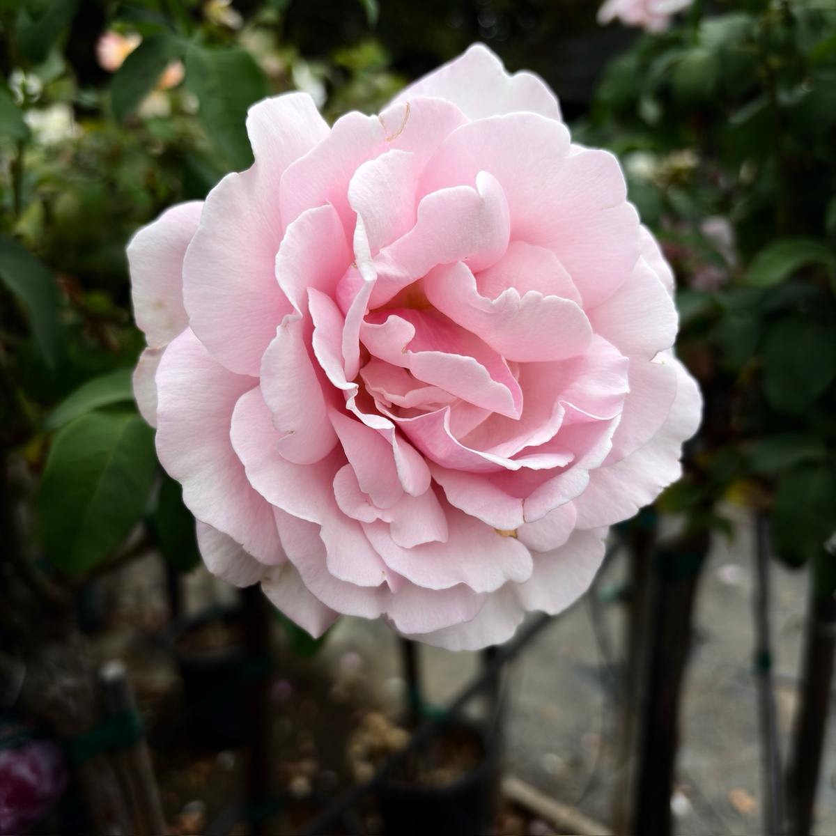 Memorial Day™ Hybrid Tea Rose