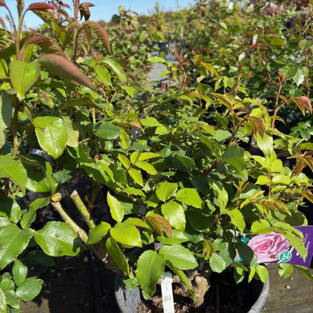 Memorial Day™ Hybrid Tea Rose