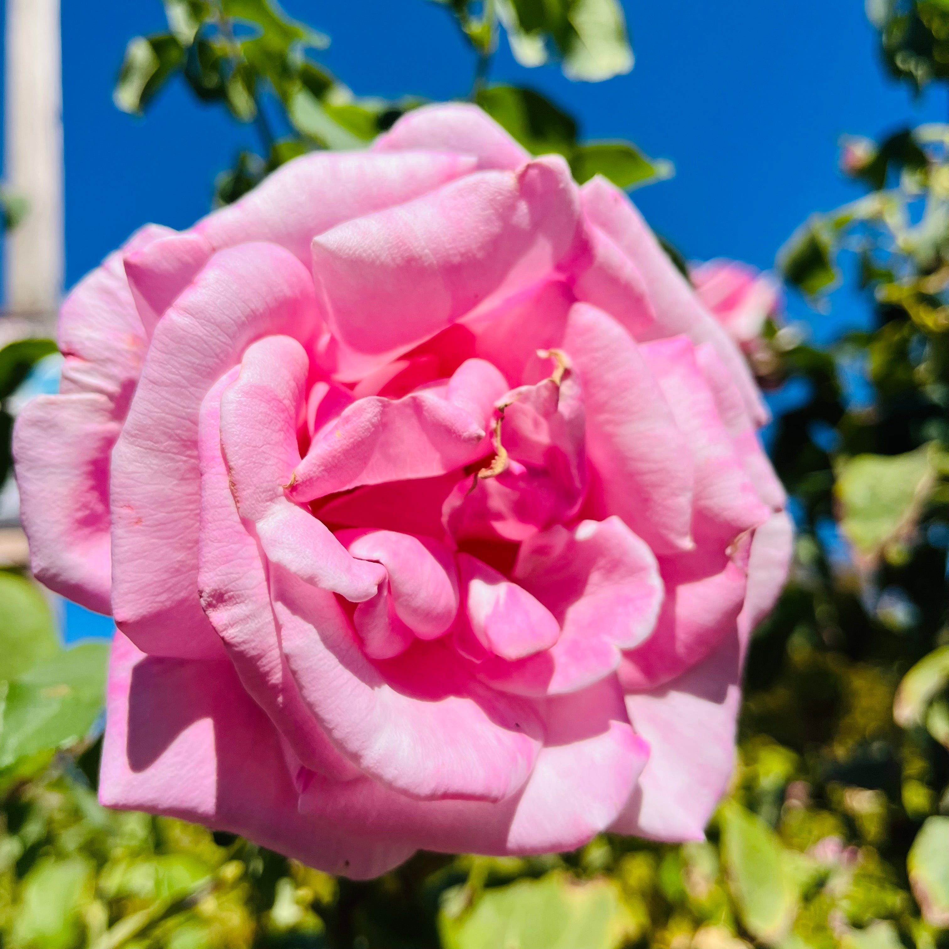 Memorial Day™ Hybrid Tea Rose