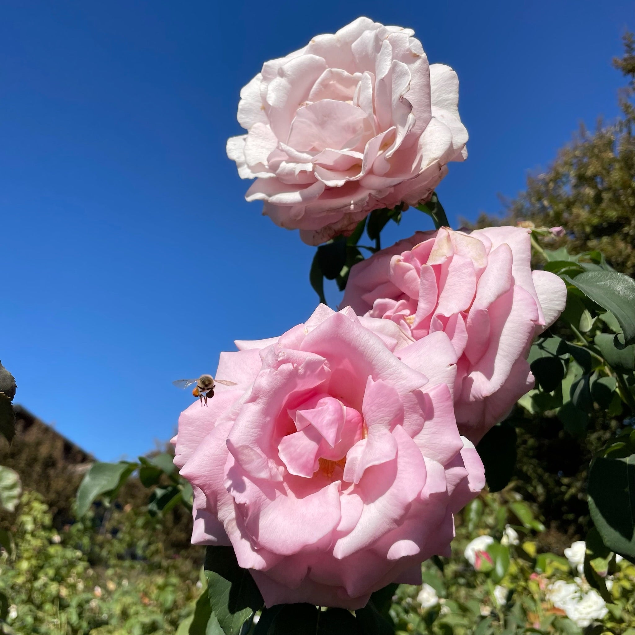Memorial Day™ Hybrid Tea Rose