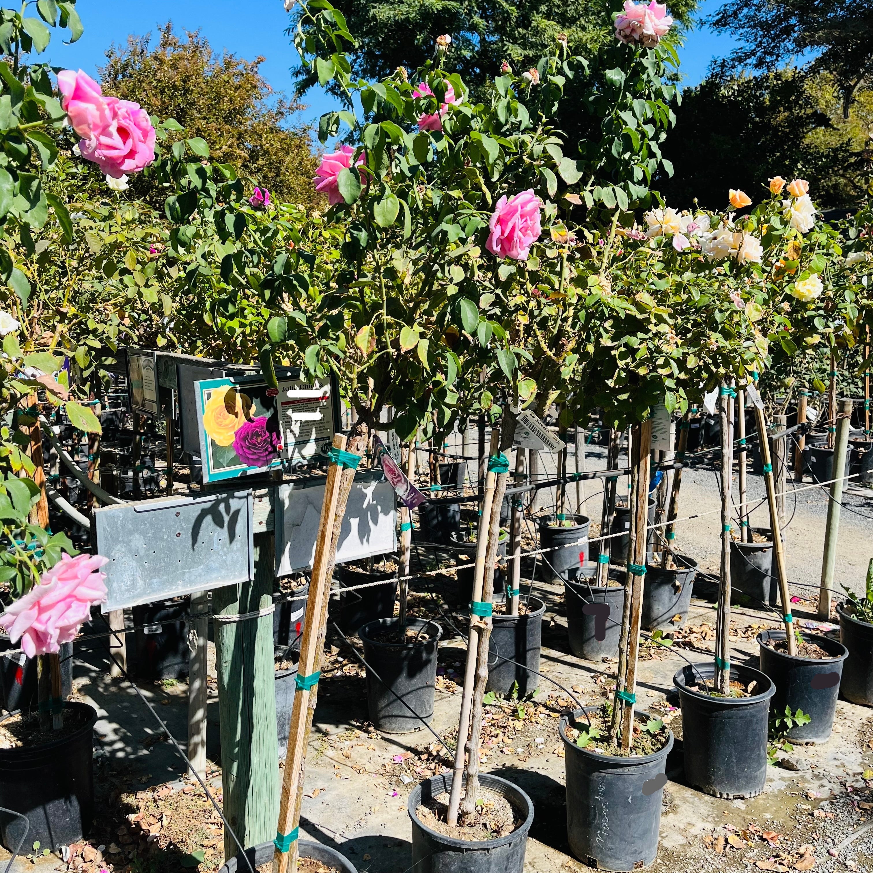 Memorial Day™ Hybrid Tea Rose