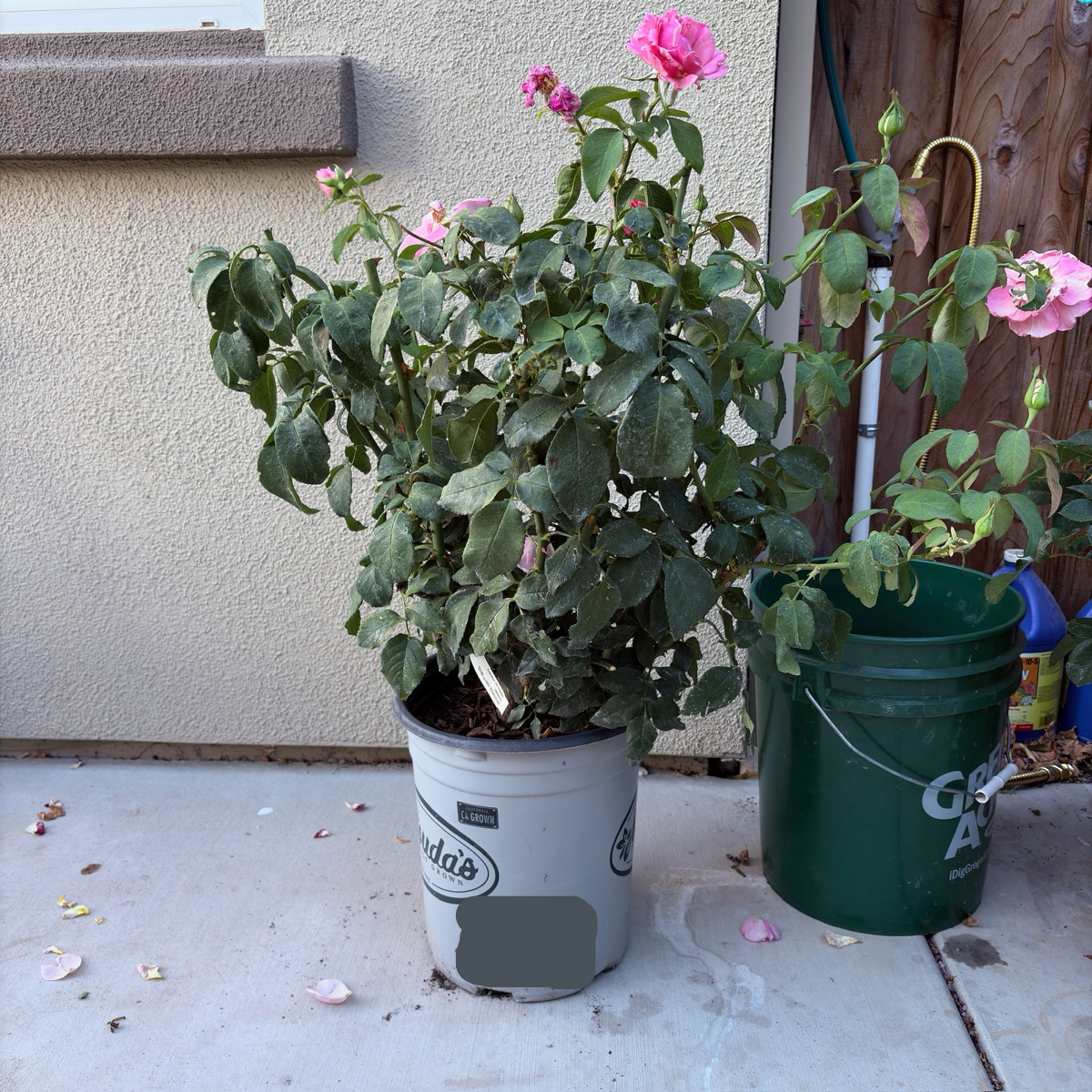 Memorial Day™ Hybrid Tea Rose