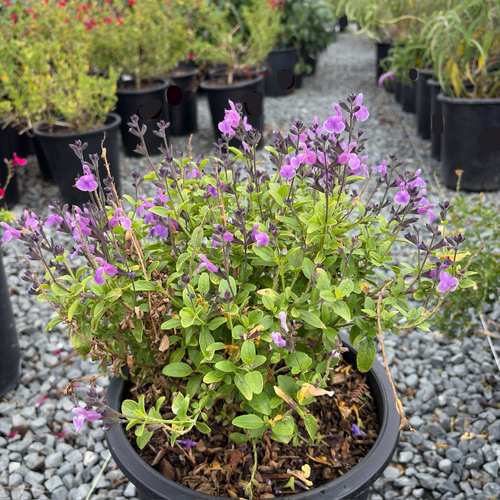 Mesa Azure Blue Sage (Salvia greggii 'Mesa Azure') | Compact Light