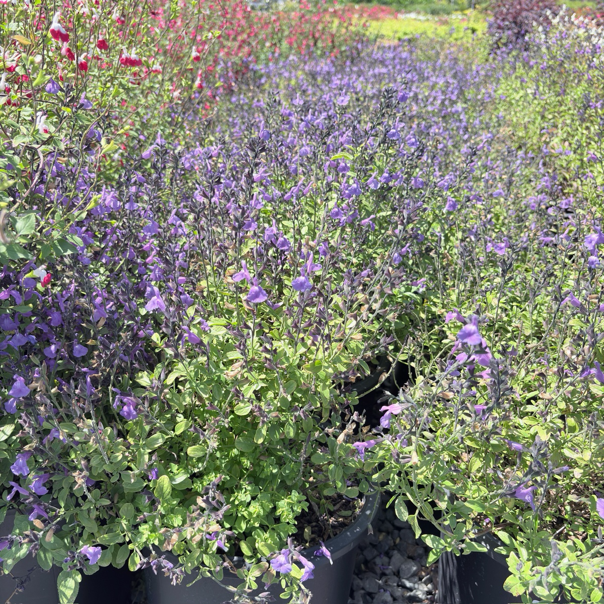 オプンチア　Purple Mesa Mesa Azure Blue Sage (Salvia greggii 'Mesa Azure') | Compact Light