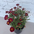 Meteor Red Marguerite Daisy