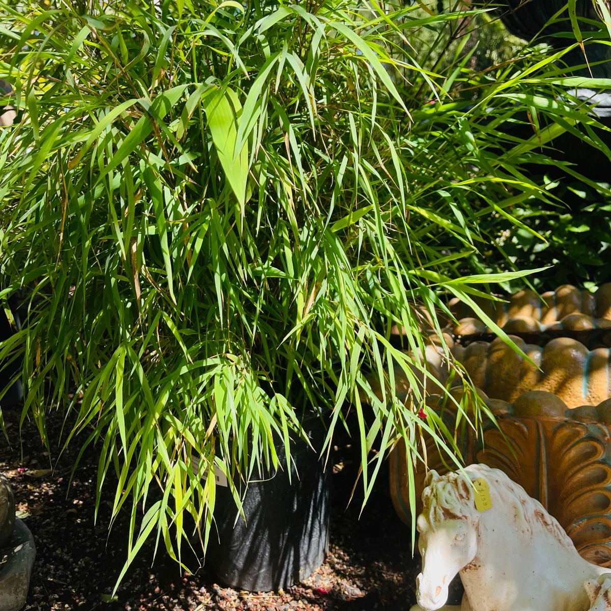 Mexican Bamboo