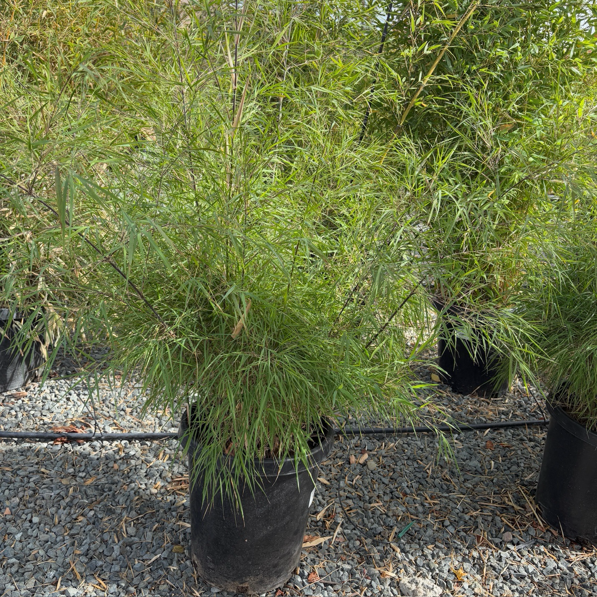 墨西哥垂枝竹 Mexican Bamboo