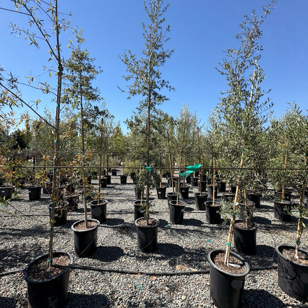 Mexican Blue Oak