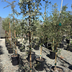 Mexican Blue Oak