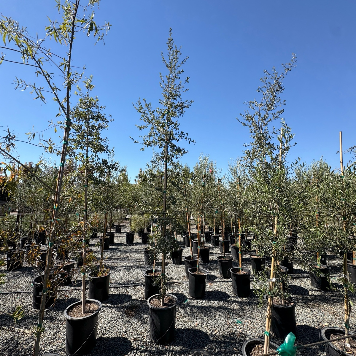 Mexican Blue Oak