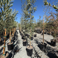 Mexican Blue Oak