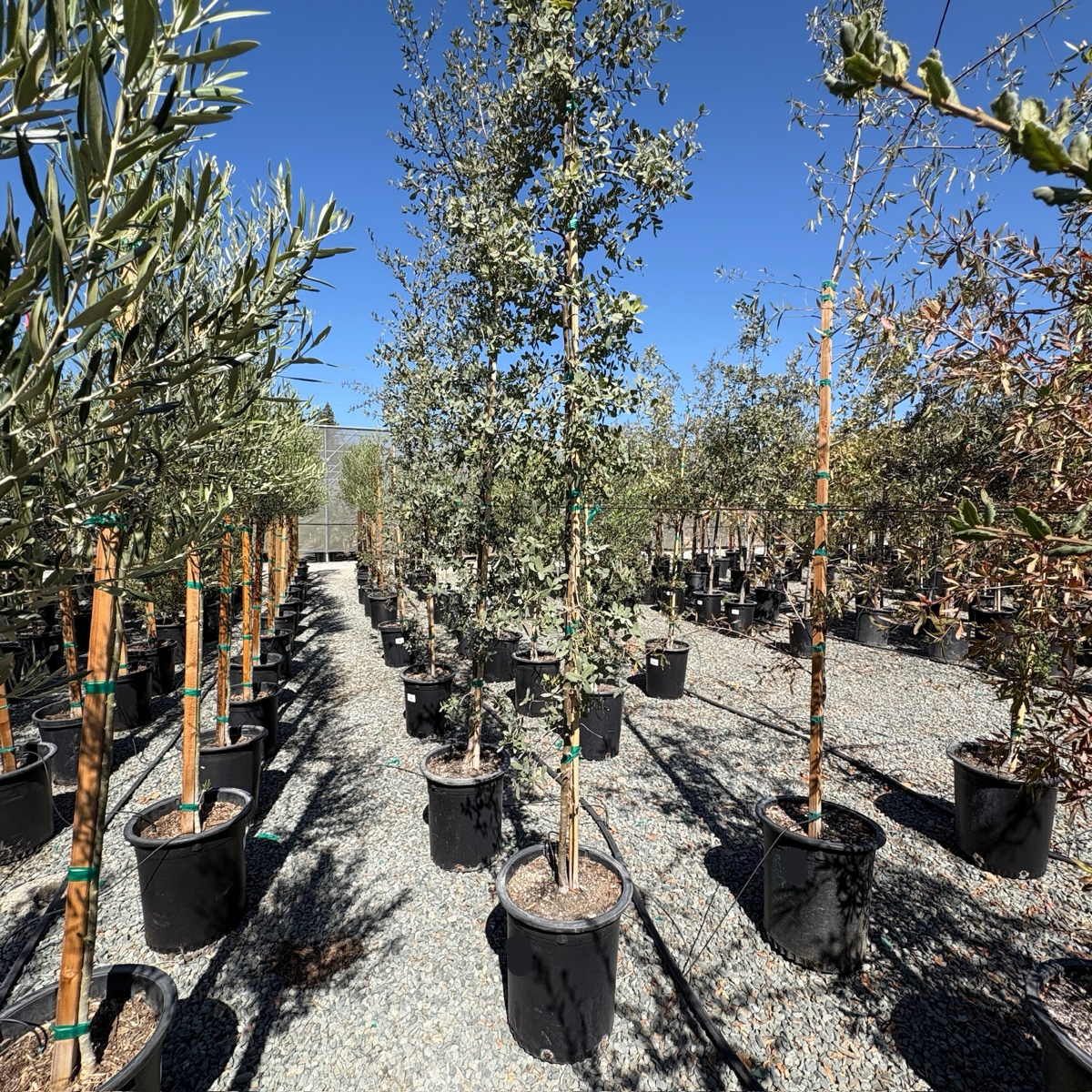Mexican Blue Oak