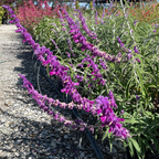 Mexican Bush Sage