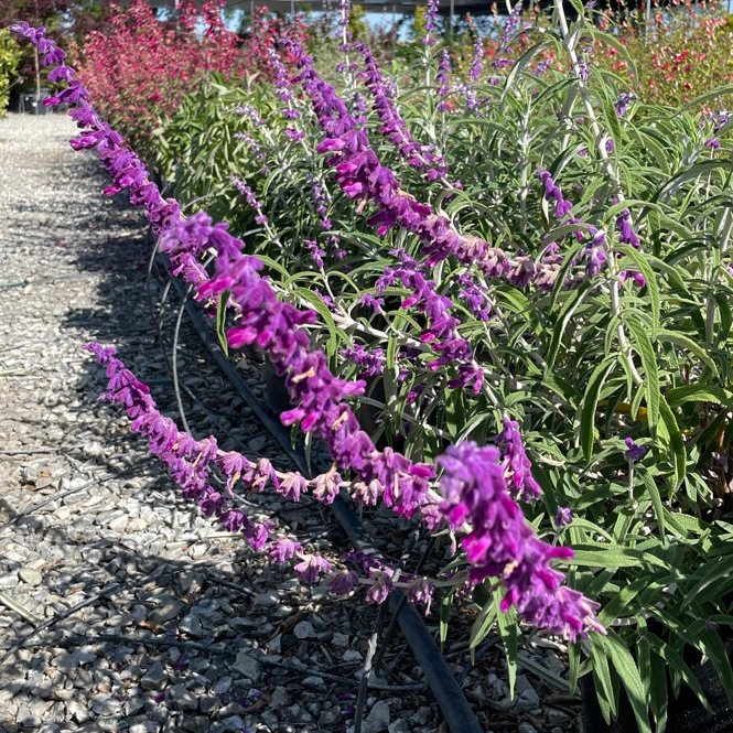 Mexican Bush Sage