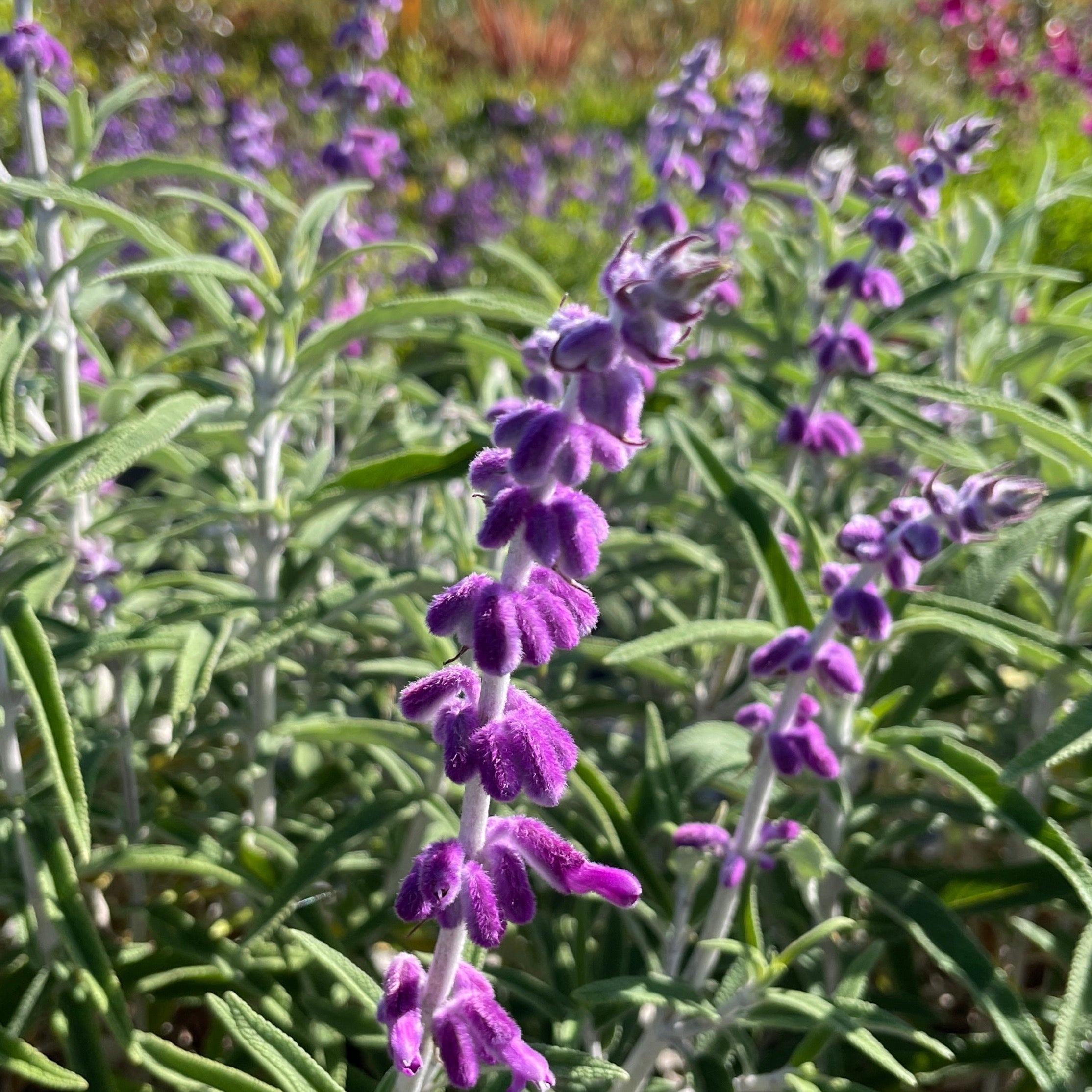 mexican lavender plant Mexican Bush Sage