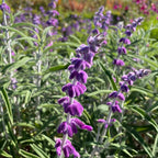 Mexican Bush Sage