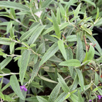 Mexican Bush Sage