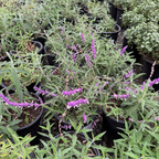 Mexican Bush Sage