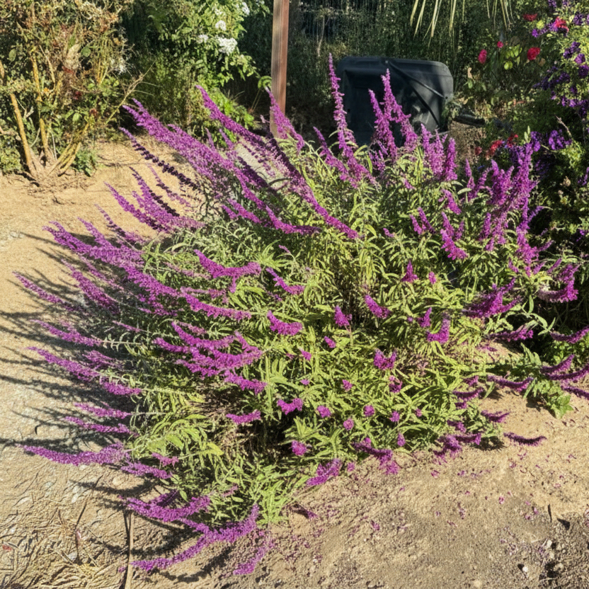 Mexican Bush Sage