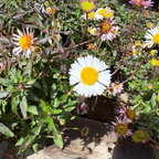 Mexican Daisy