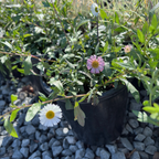 Mexican Daisy