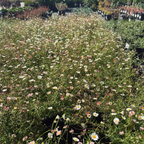Mexican Daisy