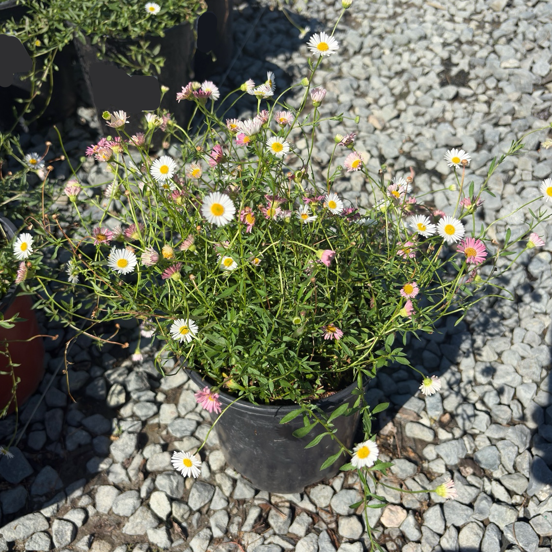 Mexican Daisy
