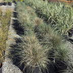 Mexican Deer Grass