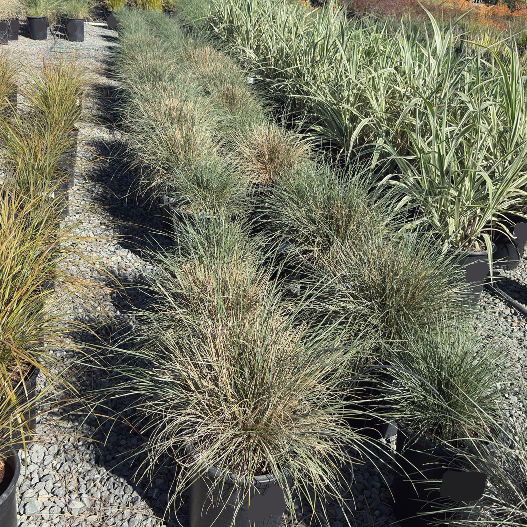 Mexican Deer Grass