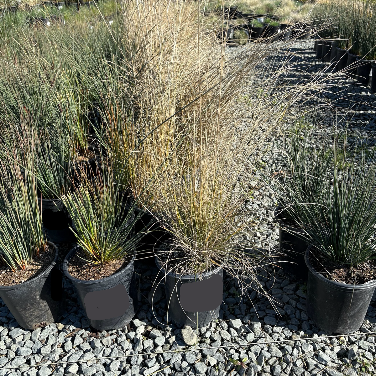 Mexican Deer Grass