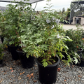 Mexican Elderberry