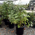 Mexican Elderberry