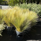 Mexican Feather Grass Potted ornamental Mexican Feather Grass in a garden setting