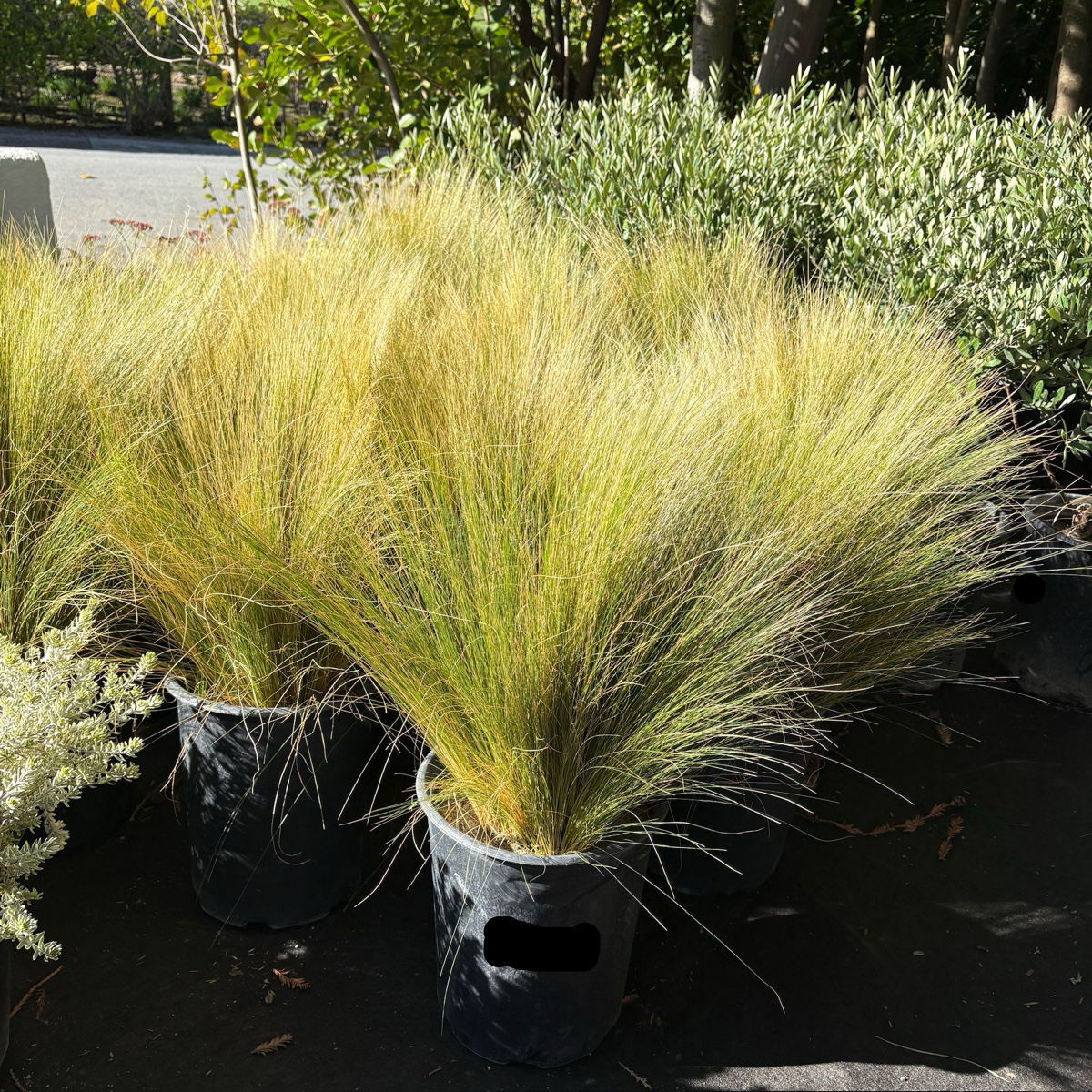 Mexican Feather Grass Potted ornamental Mexican Feather Grass in a garden setting