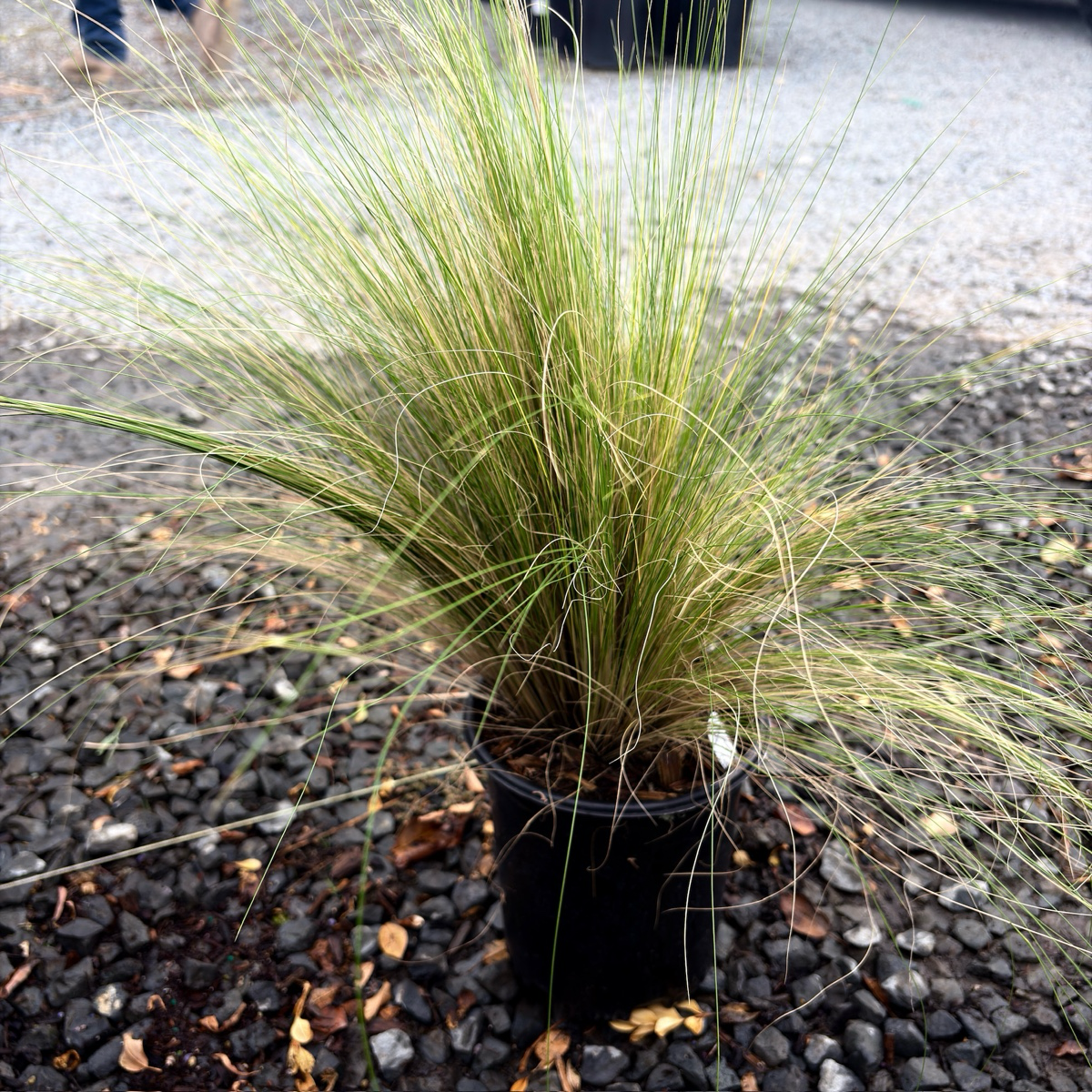 Mexican Feather Grass 1 gallon Mexican Feather Grass with long green grass-like leaves on a gravel surface